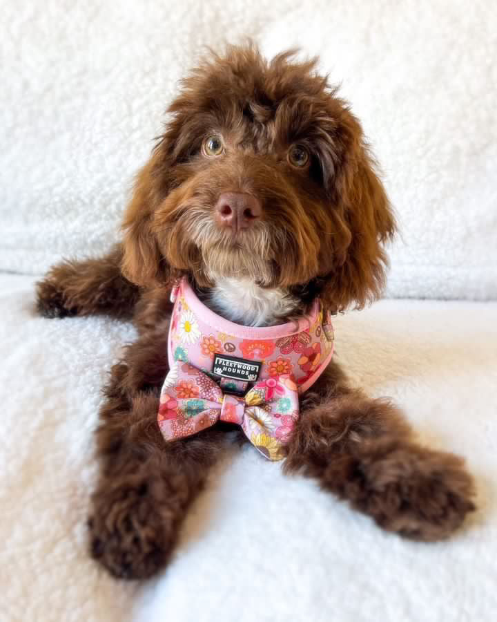 Silver springs collar