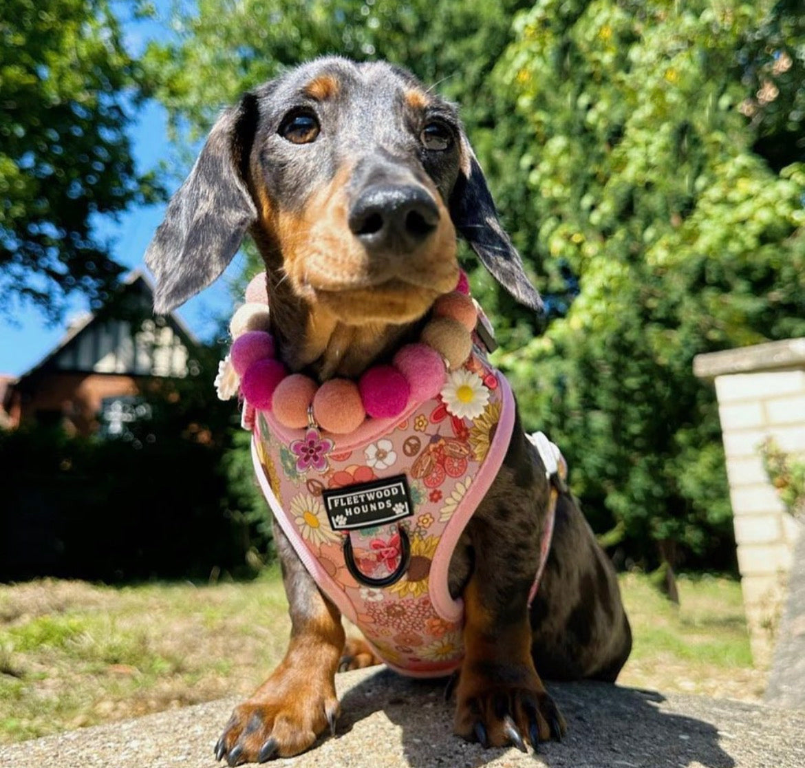 Pom Pom collars