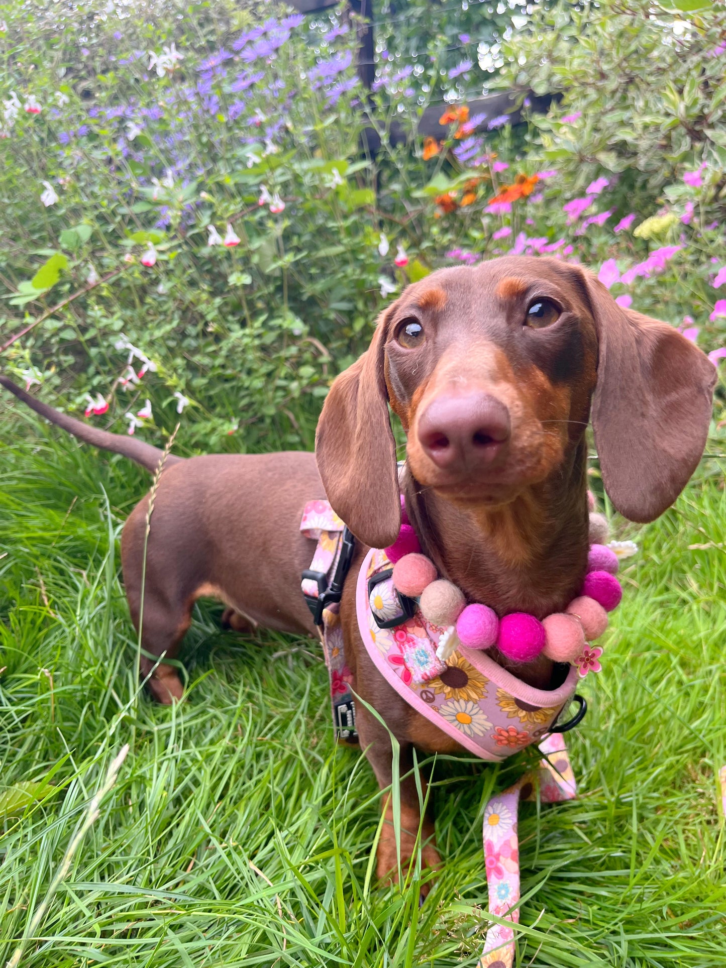 Pom Pom collars