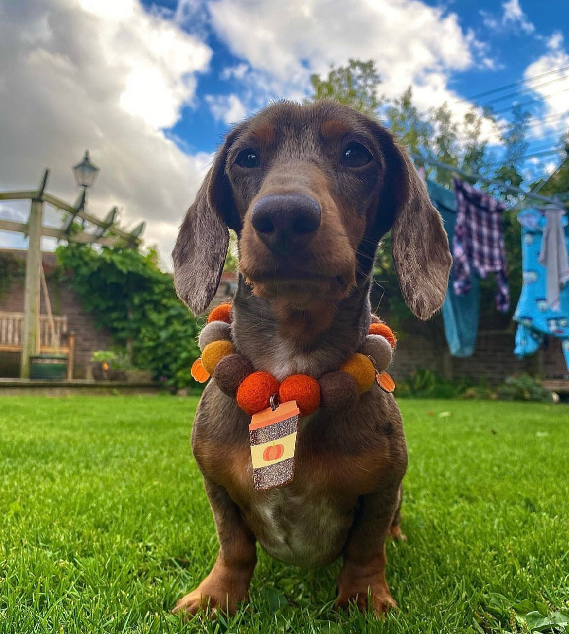 Pom Pom collars