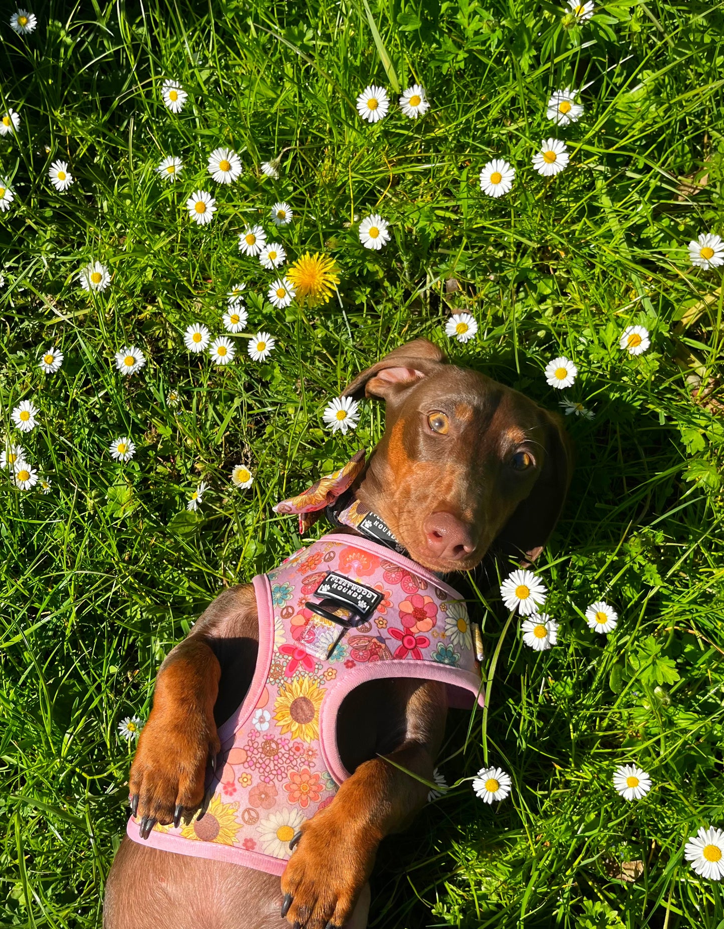 Silver springs bundle set